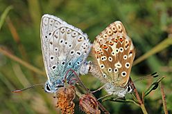 Chalkhill blue butterflies (Polyommatus coridon) mating 1