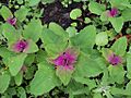 Chenopodium album a1