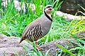 Chukarhuhn Weltvogelpark Walsrode 2010
