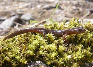 Clouded salamander calf creek miles odfw (4427770612).jpg