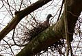 Columba palumbus -nest in tree-8