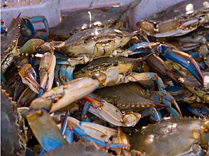 Crab harvest, Louisiana (5984380359)