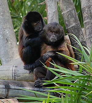 Crested capuchin Cebus robustus grooming