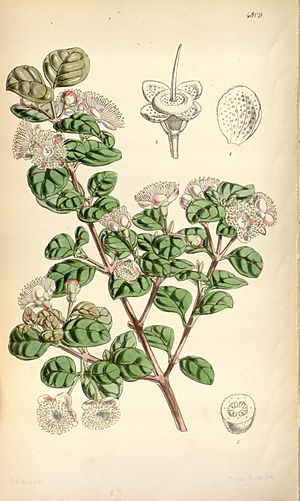 Curtis's botanical magazine (Tab. 4809) (8600619544).jpg