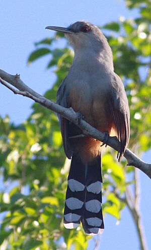 DRbirds Hispaniolan-Lizard Cuckoo 2c.jpg