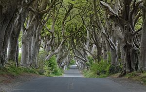 Dark Hedges near Armoy, Co Antrim (cropped)