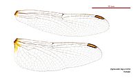 Diplacodes bipunctata female wings (34248708183)
