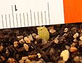Echinopsis pachanoi jeune pousse