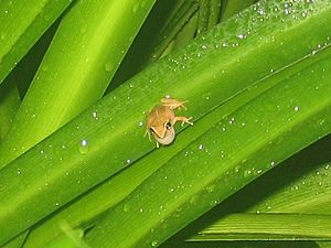 Eleutherodactylus brittoni on a leaf