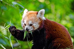 Endangered Red Panda