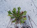 Eryngium cuneifolium