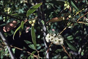 Eucalyptus calcicola flowers.jpg