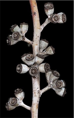 Eucalyptus clelandiorum fruit