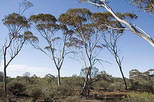 Eucalyptus griffithsii.jpg
