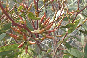 Eucalyptus luteola buds