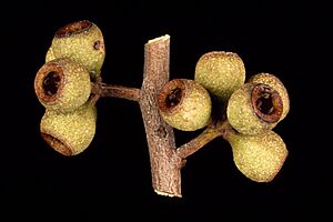 Eucalyptus mckieana fruit