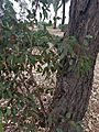 EucalyptusfibrosaWP1