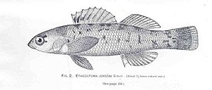 FMIB 34126 Etheostoma jordani Gilbert.jpeg