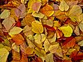 Fall Leaves (199582361)