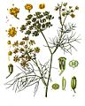 Foeniculum vulgare - Köhler–s Medizinal-Pflanzen-148