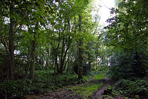 Footpath in Aston Wood - geograph.org.uk - 1464319.jpg