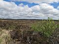 Garry Bog looking SE (geograph 4810966)