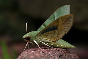 Gaudy sphinx moth (Eumorpha labruscae).jpg