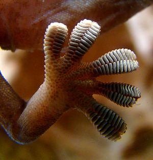 Gecko foot on glass