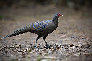 Germain's Peacock-Pheasant (male) IMG 7861 copy.jpg