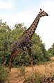 Giraffa camelopardalis tippelskirchi Massaigiraffe