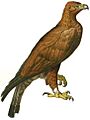 Golden Eagle Illustration white background
