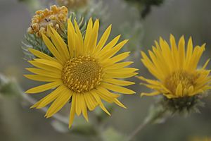 Grindelia ciliata flora.jpg
