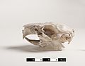 Guinea pig skull. Cavia porcellus 02