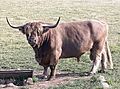 Highland cattle named Petras above Širvintos Lithuania 2020