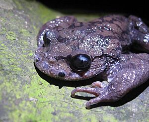 Hudson Fu PLoS ONE 2013 Leptobrachium boringii B.jpg