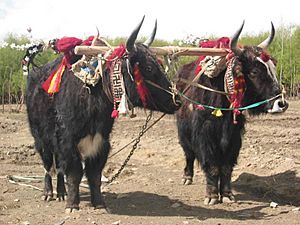 In Tibet, yaks are decorated and honored by the families they are part of