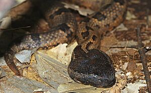 Indo-malayan Mountain Pitviper (Ovophis monticola convictus) (18085351724).jpg