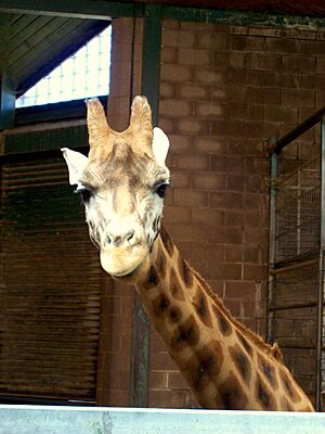 Indoor Giraffe House Belfast Zoo