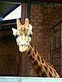 Indoor Giraffe House Belfast Zoo
