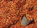 Inle Lake, Dried red chili (chilli) pepper, Capsicum annuum, Myanmar