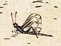 Insect in Dürer's Holy Family with the Mayfly detail