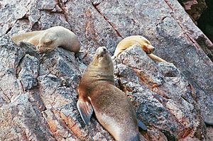 Islas Ballestas