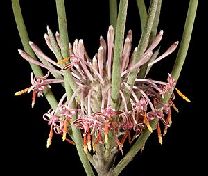 Isopogon scabriusculus subsp. stenophyllus - Flickr - Kevin Thiele