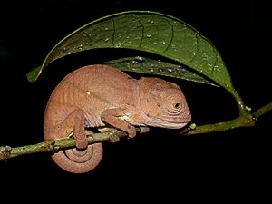 Juvenile Parson's Chameleon (Calumma parsonii), Andasibe, Madagascar (13975408494)