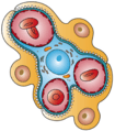 Kidney Glomerulus Cell Types