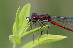 Large red damselfly (Pyrrhosoma nymphula) male eating insect