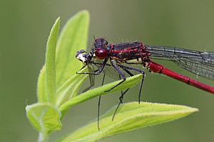 Large red damselfly (Pyrrhosoma nymphula) male eating insect.jpg