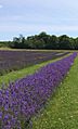 Lavender field on Washington Island Wisconsin