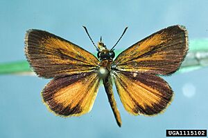 Least Skipper2
