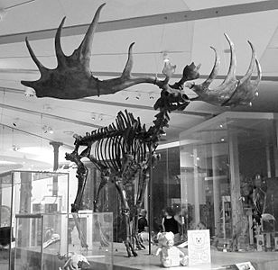 Leeds City Museum, Irish Elk (7a)